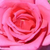 Roza - Vrtnice Floribunda - Chic Parisien